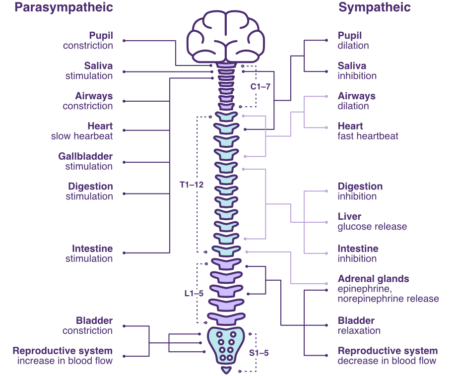 Sympathetic and Parasympathetic